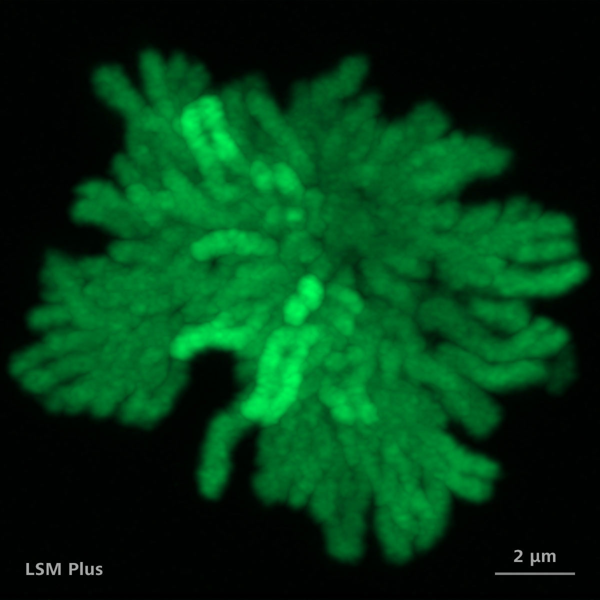 RPE1 cells transfected with H2B-GFP plasmid. Maximum intensity projection of 117 Z-planes. With LSM Plus.